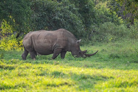 Southern white rhinoceros (Ceratotherium simum simum), Ziwa Rhino Sanctuary, Uganda