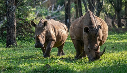 Two animals, Southern white rhinoceros (Ceratotherium simum simum), Ziwa Rhino Sanctuary, Uganda