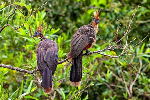 Two birds with feathered caps resting on branches in green surroundings, the hoatzin (Opisthocomus