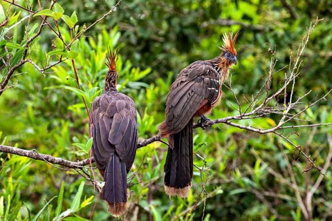 Two birds with conspicuous feather caps sitting together on branches, the hoatzin (Opisthocomus