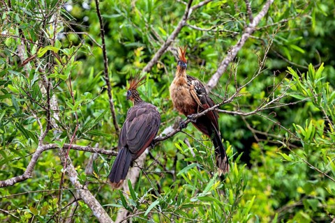Two birds with feathered caps sitting on branches in lush green surroundings, the hoatzin