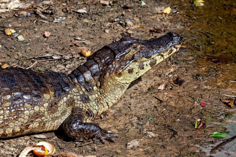 A crocodile lies on its side on the earthy surface, surrounded by natural surroundings, The black