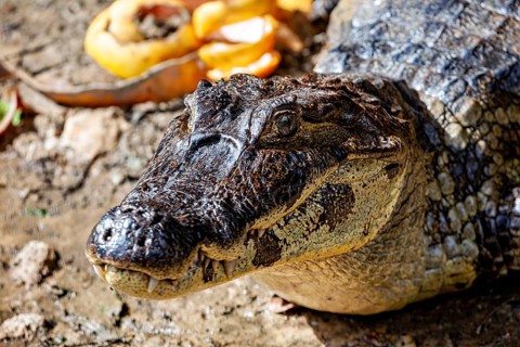 Close-up of a crocodile face on the ground, The black caiman (Melanosuchus niger), also known as