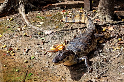 A crocodile lies on an earthy surface with foliage in the sunlight and shade, The black caiman