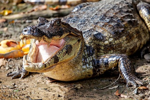 A crocodile lies on the ground with its mouth open and shows its teeth, The black caiman