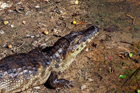 A crocodile lies on the earthy surface and looks upwards in nature, The black caiman (Melanosuchus