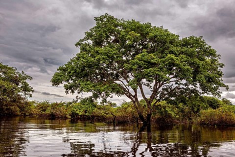 A large tree stands in the water under a cloudy sky in a tranquil landscape, The pampas swamps in