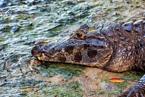 A crocodile lies with its head on the ground, detailed skin texture visible, The black caiman