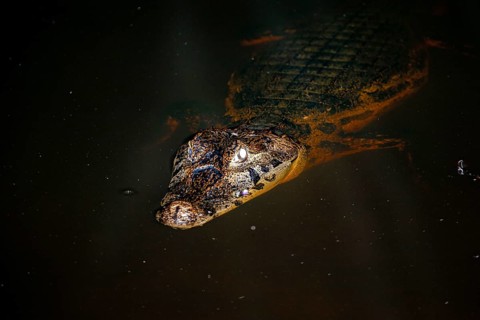 Close-up of a crocodile in the water with visible head and eye, The black caiman (Melanosuchus