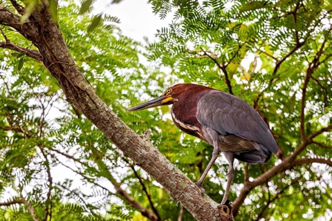 A bird rests on a branch surrounded by dense green foliage in the jungle, The Marbled Heron
