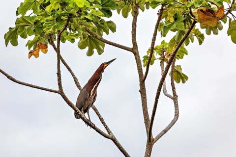 A bird sits attentively on a branch under a cloudy sky, The Marbled Heron (Tigrisoma lineatum) in