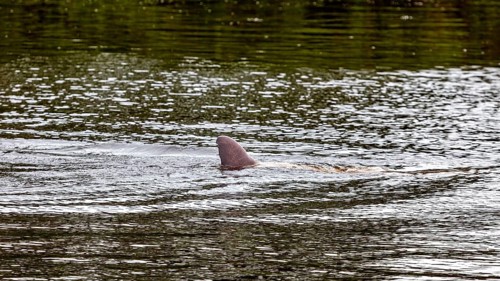 A dolphin's dorsal fin cuts through the surface of a river, The Bolivian river dolphin (Inia