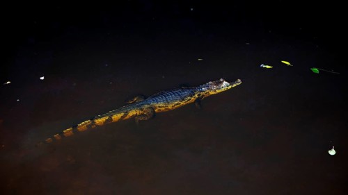 A crocodile swims calmly in the dark water, partially visible, The black caiman (Melanosuchus