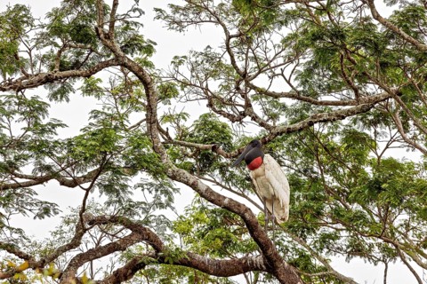 A stork sits on a tree with green leaves, the atmosphere is calm and natural, The Jabiru (Jabiru