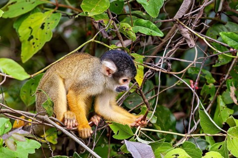 A small monkey examines something on a branch in the tropical jungle, surrounded by leaves, The