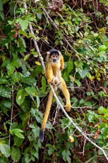 A monkey balances on a branch in the middle of a lush green jungle, curious and attentive, The