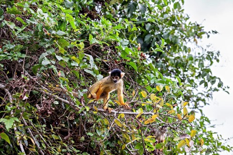 A small monkey sits on a branch in the dense green jungle, surrounded by lush foliage, The