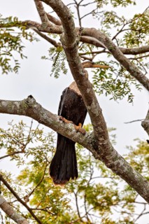 A bird sits on a branch, surrounded by green foliage and a bright sky in the background, The