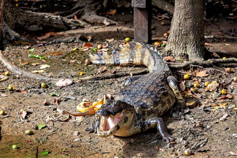 A crocodile lies on a forest floor with foliage and shade, The black caiman (Melanosuchus niger),