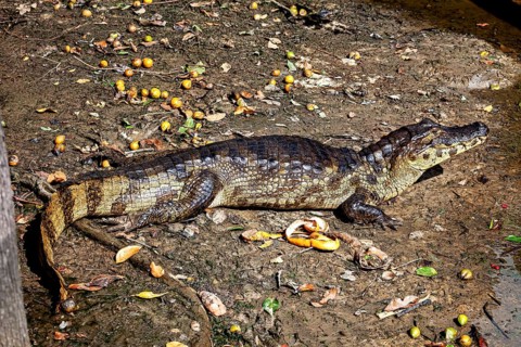 Crocodile lying on its side on earthy ground, surrounded by natural vegetation, The black caiman