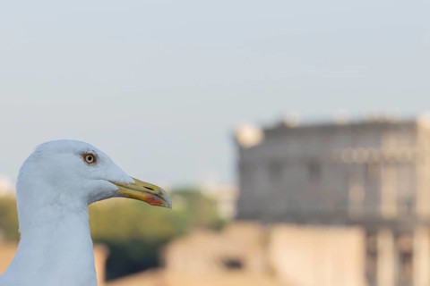 Yellow-legged gull (Larus michahellis) adult bird on an ancient city building with The Colosseum in