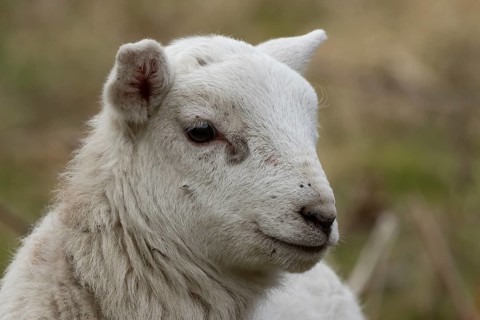 Domestic sheep (Ovis aries) juvenile baby lamb farm animal head portrait in spring, England, United