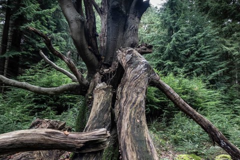 Old dying copper beech (Fagus sylvatica), Emsland, Lower Saxony, Germany