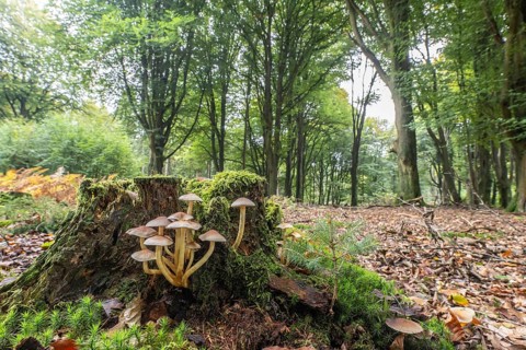 Sulphur tuft (Hypholoma fasciculare) Emsland, Lower Saxony, Germany