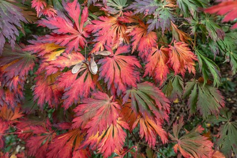 Aconite-leaved maple (Acer japonicum Aconitifolium), Emsland, Lower Saxony, Germany