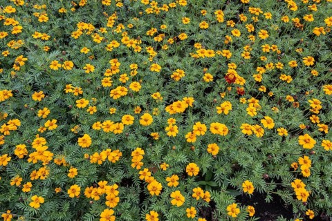 Marigolds (Tagetes), Emsland, Lower Saxony, Germany