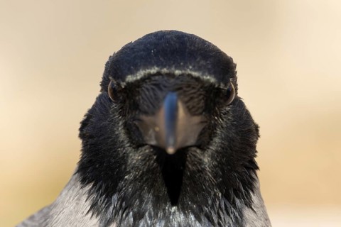 Hooded crow (Corvus cornix) adult bird head portrait, Rome, Italy