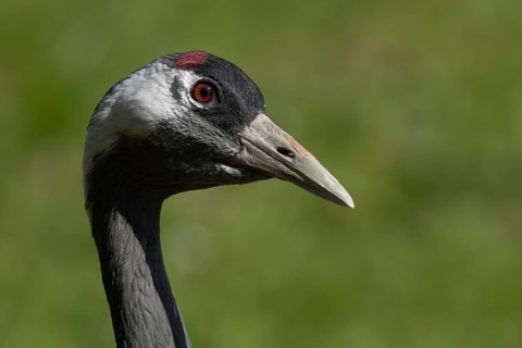 Eurasian or Common crane (Grus grus) adult bird head portrait, England, United Kingdom