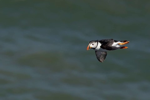 Atlantic puffin (Fratercula arctica) adult sea bird flying, England, United Kingdom