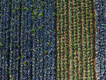 Top down view of red and green cabbage field from a drone, Devon, England, United Kingdom