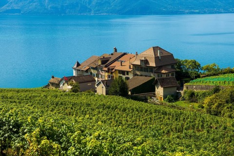 Picturesque village in the vineyards by the lake, Epesses, Lavaux, UNESCO World Heritage Site, Lake