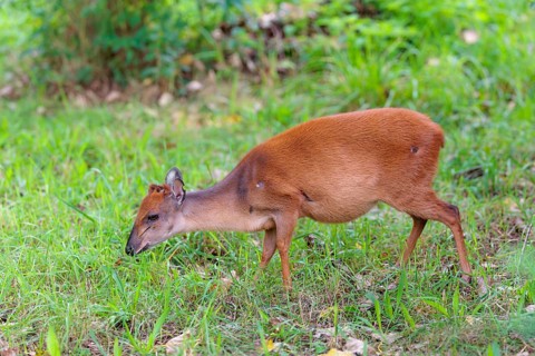 A female Red Forest Duiker (Cephalophus natalensis) stands in a green meadow, eating grass and