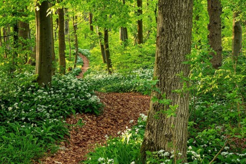 Winding forest path through an idyllic, light-flooded beech forest with wild garlic in bloom in