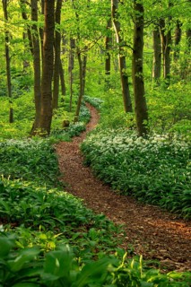 Winding forest path through an idyllic, light-flooded beech forest with wild garlic in bloom in