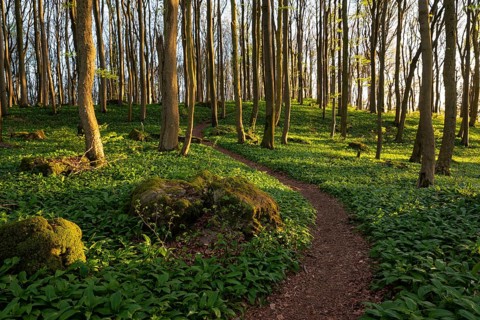 Winding forest path through an idyllic beech forest in spring with lush green wild garlic on the