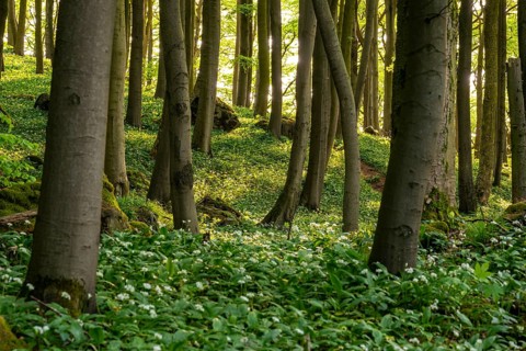 The light of the sun shines in an idyllic beech forest in spring with lush green wild garlic on the