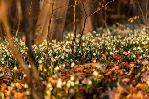 Close-up of spring knotweed (Leucojum vernum) in the forest, also known as marzenbecher, in