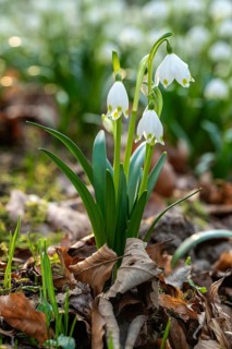 Close-up of spring knotweed (Leucojum vernum) in the forest, also known as marzenbecher, in