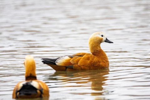 Ruddy shelduck (Tardora ferruginea) Germany