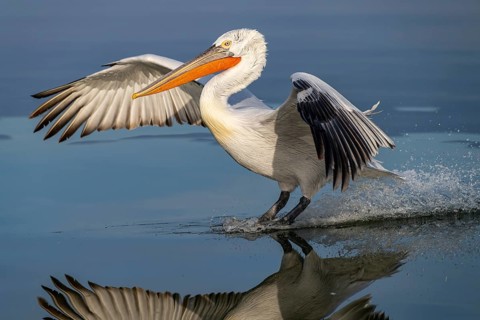 Dalmatian Pelican (Pelecanus crispus), Dalmatian Pelican, landing, long exposure, Lake Kerkini,