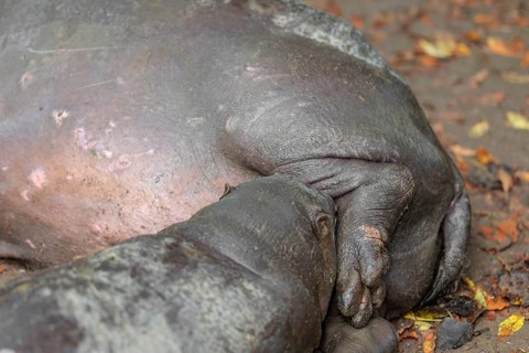 A female pygmy hippopotamus (Choeropsis liberiensis) nurses its calf. Liberia, West-Afrika