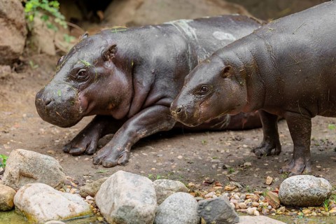 A female pygmy hippopotamus (Choeropsis liberiensis) stands next to its mother. Liberia, West