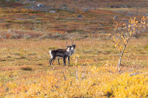 Reindeer herd at Abisko National Park in the colourful autumn of Lapland below Lapporten,