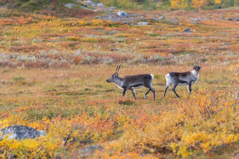Reindeer herd at Abisko National Park in the colourful autumn of Lapland below Lapporten,