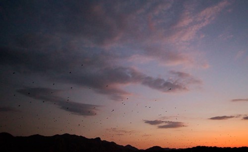 Flying foxes (Pteropodidae), Kalong Mangrove Island, Komodo National Park, Indonesia, Southeast