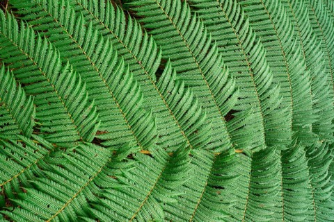 Tree fern Indonesia